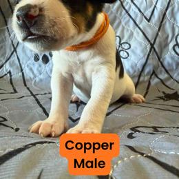 Rat Terrier Puppies from The Puppy Patch Rat Terriers