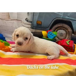 Fancy Girl - Cream female Dachshund puppy in Grove, Oklahoma from Dachs on the lake