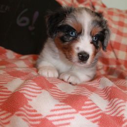 Piper - Blue merle Miniature American Shepherd puppy in Meadows Of Dan, Virginia from Nashira
