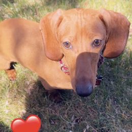 Dachshund Puppies from Mis Dachshunds’
