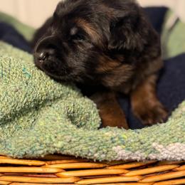 Paisley - Black and red female German Shepherd puppy in Canterbury, New Hampshire from De La Paz German Shepherds