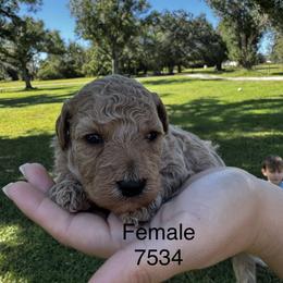 Dixie 7534 - Apricot female Goldendoodle puppy in Arcadia, Florida from KnuDawn Goldendoodles