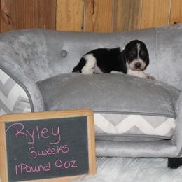 Ryley - Black white and brown female Basset Hound puppy in Dover, Arkansas from S&S American Bassets