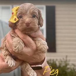 Peg - Buff female Cockapoo puppy in Mocksville, North Carolina from Little Bear Doodles
