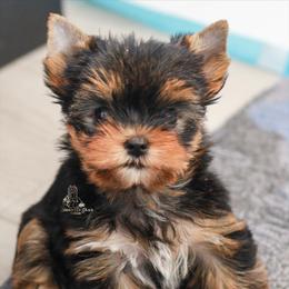 Yorkshire Terrier Puppies from Essence of Grace Yorkies