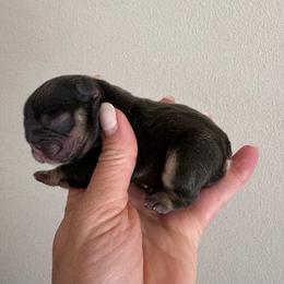 Trinity - Tricolors female French Bulldog puppy in Renton, Washington from Laurel Canyon Kennels