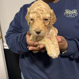 Sweetpea - Cream female Goldendoodle puppy in Simpsonville, South Carolina from D & D Golden Doodles, LLC