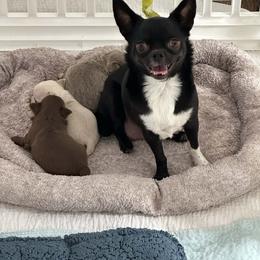 Rosie - Chihuahua