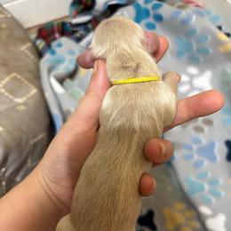 Eli - Cream male Dachshund puppy in Wichita Falls, Texas from Long Dogs in The Falls