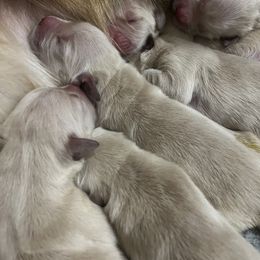 Black - Light golden Golden Retriever puppy in Trenton, Texas from Scout's Legacy Golden Retrievers