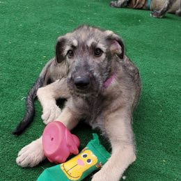 Irish Wolfhound Puppies from Wicked Wolfhounds Ltd.