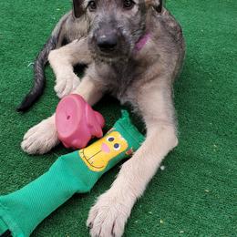 Irish Wolfhound Puppies from Wicked Wolfhounds Ltd.