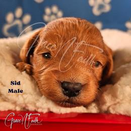 Sid - Red  male Goldendoodle puppy in Peyton, Colorado from Grace N Faith Doodles