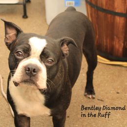 Bentley - Black brindle and white male Boston Terrier puppy in Port Clinton, Ohio from Campbell's Boston Terriers