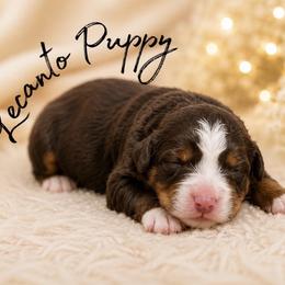 Boy 3 - male Bernedoodle puppy in Lecanto, Florida from Lecanto Puppy