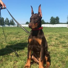 Doberman Pinscher Puppies from Maris Stella Kennel