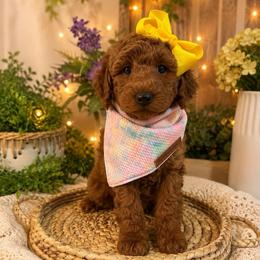 Avalon - Red  female Goldendoodle puppy in Pleasant Grove, Utah from Destination Doodles