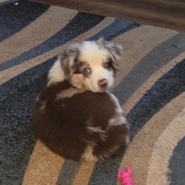 Horse - Red merle male Miniature American Shepherd puppy in Vancouver, Washington from BonDrew's Miniature American Shepherds