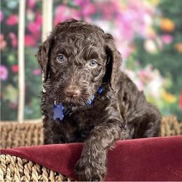 Labradoodle and Poodle Puppies from Secret Society Exotics