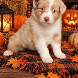 Treasure - Red merle female Australian Shepherd puppy in Fultonville, New York from Sandy Aussies, Mini Dachshunds & Pomeranians