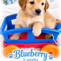Light Blue Blueberry - Golden male Golden Retriever puppy in Apple Valley, California from Frankly Golden