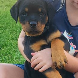 Girl 2 - Black and mahogany female Rottweiler puppy in Athol, Idaho from Vom Corvinus Haus Rottweilers