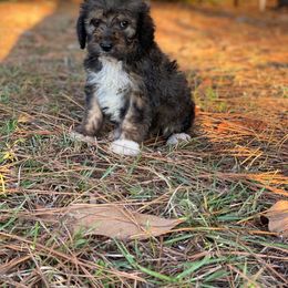 Bernedoodle and Goldendoodle Puppies from Lincoln Avenue Doodles