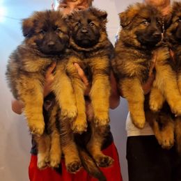 German Shepherd Puppies from Vom Cronje Haus German Shepherds