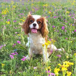 Lucy - Cavalier King Charles Spaniel