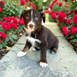 Tempo - Red tri-color male Australian Shepherd puppy in Statesville, North Carolina from Charming Australian Shepherds
