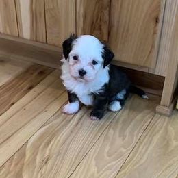 Havanese Puppies from Pam Baird's Havanese Puppies