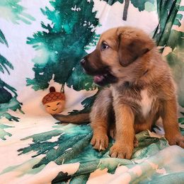 Spruce - Tawny male Chinook puppy in Gilbert, Washington from Desert Sol Chinooks