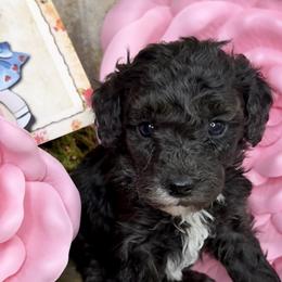 Goldendoodle puppies from Arkie Doodles