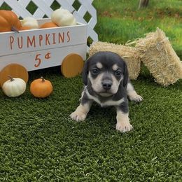 Black and Cream Smooth Female - Black and cream female Dachshund puppy in Killeen, Texas from Southern Dachshunds