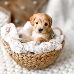 Walnut - Apricot male Goldendoodle puppy in Springville, Utah from Happy Doodle