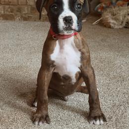 Captain America (Cap) - Brindle male Boxer puppy in Georgia from Stephanie’s Boxers