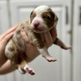 Lou Lou - Red merle female Australian Shepherd puppy in Odessa, Texas from Yucca Blossom Pups