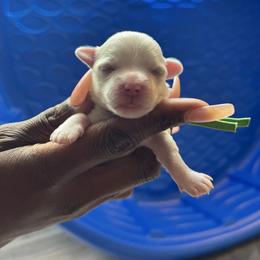 Simon - White male Maltese puppy in Raleigh, North Carolina from Loveable Litters