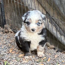 Blue Merle Female -2000 - Blue merle female Australian Shepherd puppy in Morristown, Tennessee from Lakeway Farms