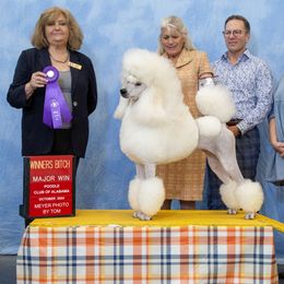 Callista - Poodle