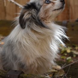 French Bulldogs and Toy Australian Shepherds from Red Rock Ranch