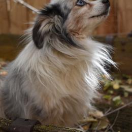French Bulldogs and Toy Australian Shepherds from Red Rock Ranch
