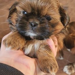 Havanese and Shih Tzu Puppies from Locust Creek Shih Tzu & Havanese