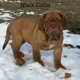 Black collar - Red female Dogue de Bordeaux puppy in Mazomanie, Wisconsin from Blue Horizons Bordeaux