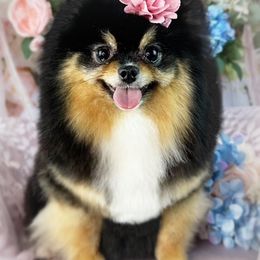 Jewel - Pomeranian