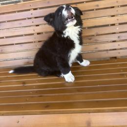 Border Collie Puppies from SoCal/Promise Land Border Collies