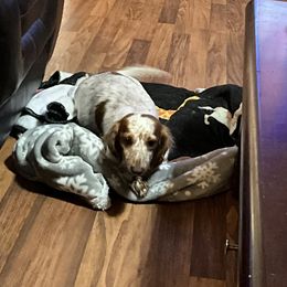 Dachshund puppies from Cap Ranch Miniature Dachshunds
