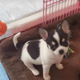 Charlie - Black and white male Chihuahua puppy in Lake George, New York from Moonhill Chihuahuas