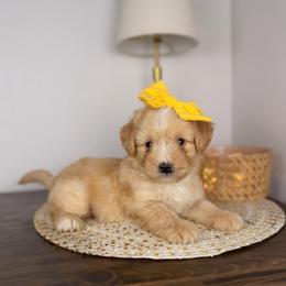 Waffle - Yellow and white female Bernedoodle puppy in Sweetwater, Florida from Sandy Snout Doodles