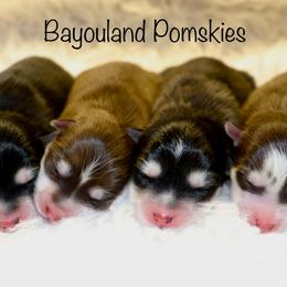 Boy 1 - Black and white male Pomsky puppy in Denham Springs, Louisiana from Bayouland Pomskies